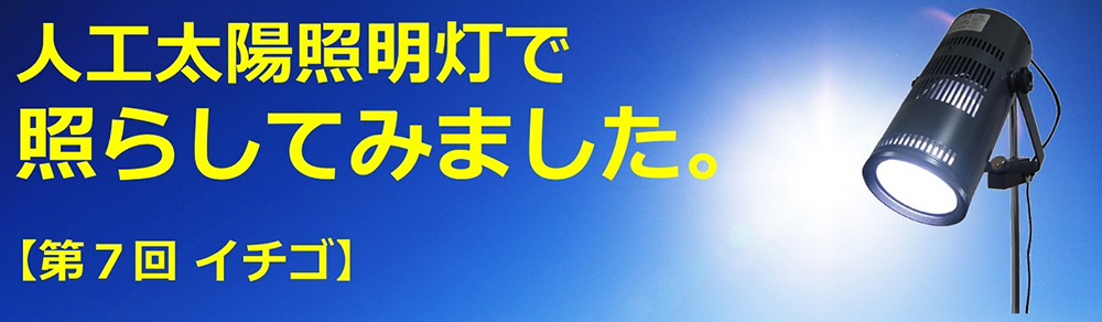 人工太陽照明灯で照らしてみました。【第7回　イチゴ】
